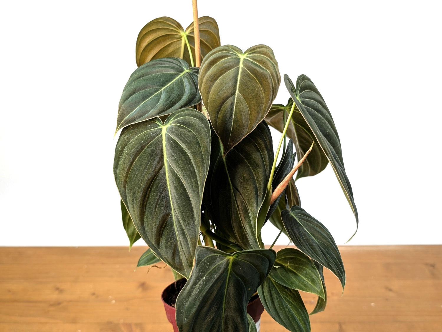 FULL &amp; LARGE Philodendron Melanochrysum 2+ Plants per Pot - 4 Inch Pot