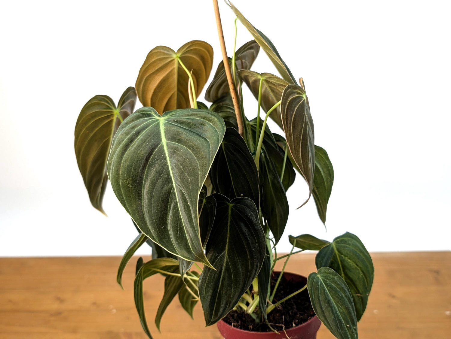 FULL &amp; LARGE Philodendron Melanochrysum 2+ Plants per Pot - 4 Inch Pot