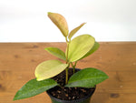 Hoya Skinneriana Fragrant Blooming Vining Houseplant 4 inch pot