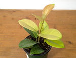 Hoya Skinneriana Fragrant Blooming Vining Houseplant 4 inch pot
