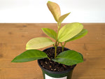 Hoya Skinneriana Fragrant Blooming Vining Houseplant 4 inch pot