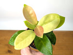 Hoya Skinneriana Fragrant Blooming Vining Houseplant 4 inch pot