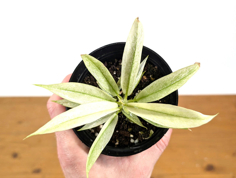 Philodendron Ring of Fire Mint Variegated