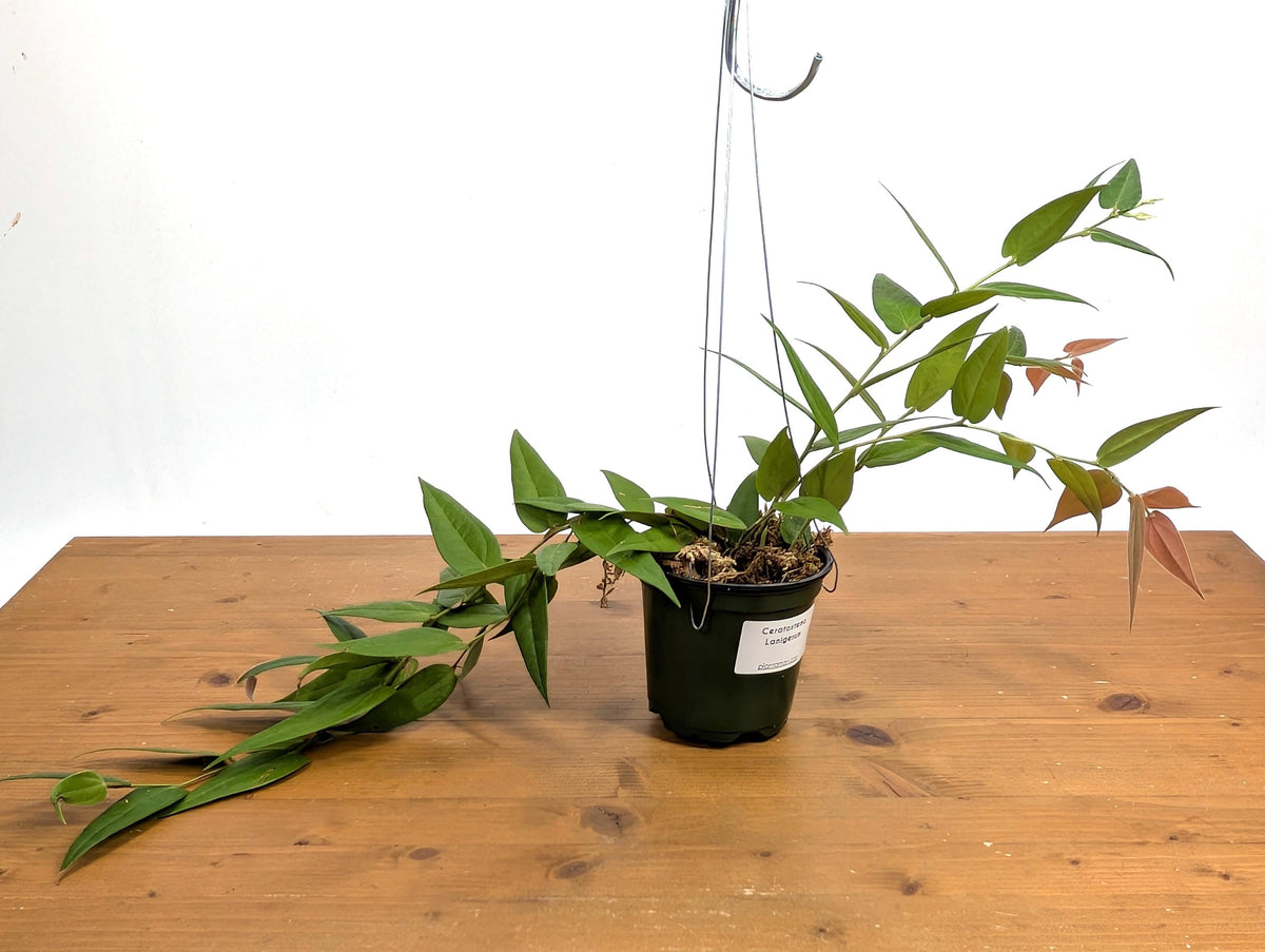 Ceratostema Lanigerum 'Neotropical Blueberry'