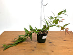 Ceratostema Lanigerum 'Neotropical Blueberry'