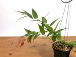 Ceratostema Lanigerum 'Neotropical Blueberry'