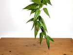 Ceratostema Lanigerum 'Neotropical Blueberry'