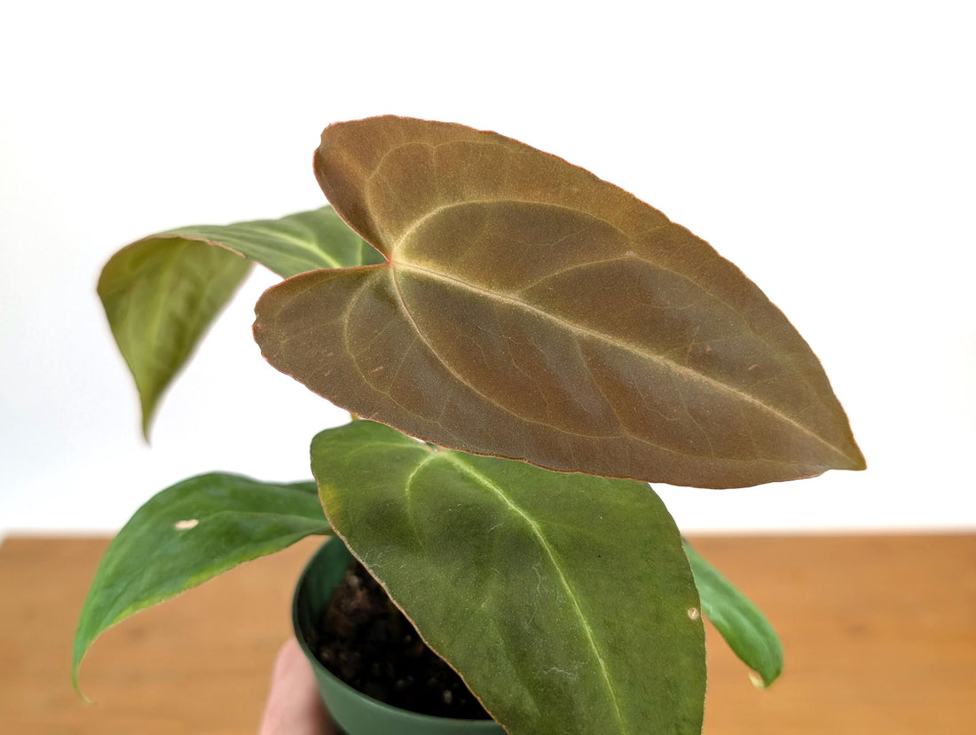 Anthurium Red Crystal