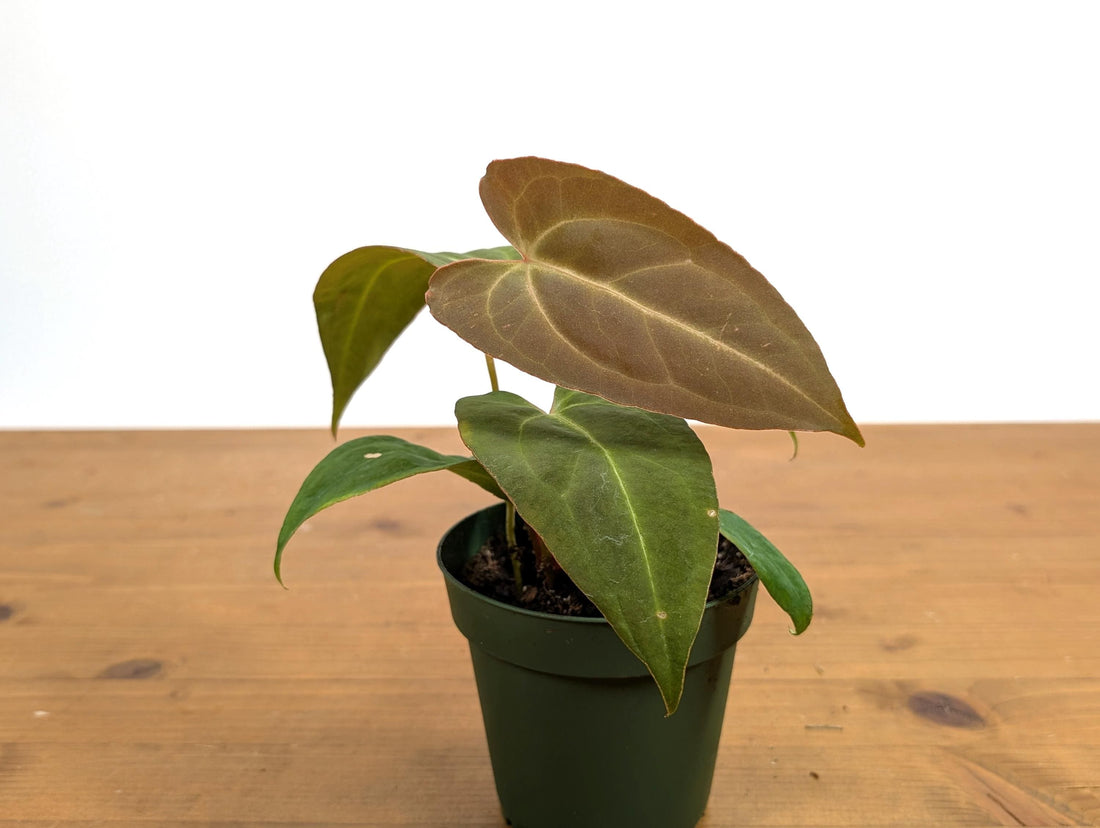 Anthurium Red Crystal