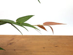Ceratostema Lanigerum 'Neotropical Blueberry'