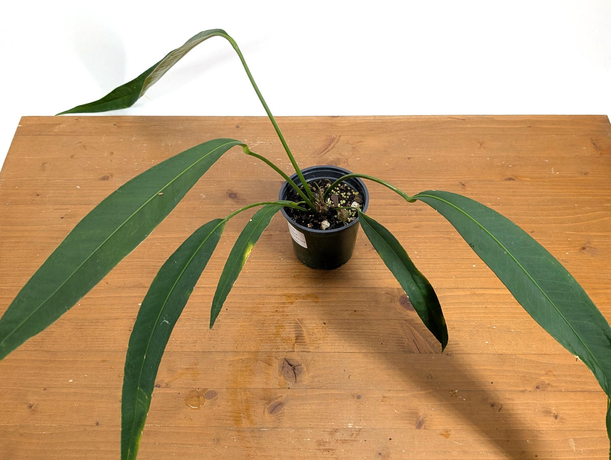 Anthurium Pallidiflorum Guazhalan