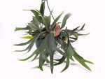 Staghorn Fern  (Platycerium bifurcatum)
