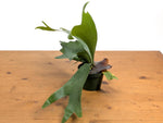 Staghorn Fern  (Platycerium bifurcatum)