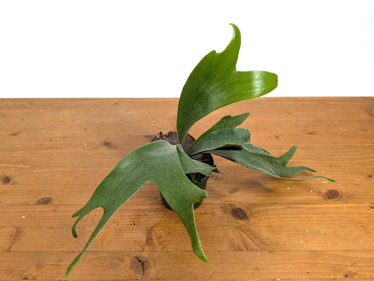 Staghorn Fern  (Platycerium bifurcatum)