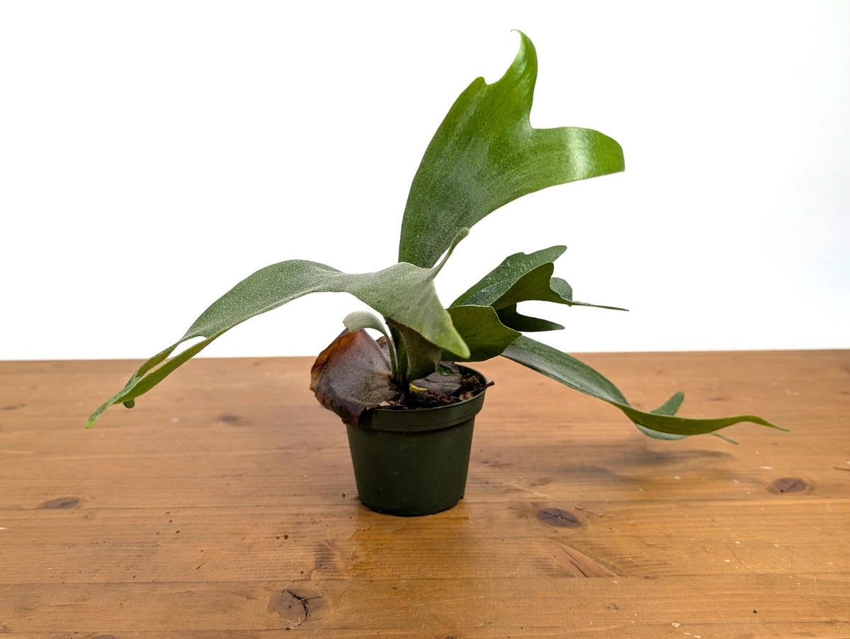 Staghorn Fern  (Platycerium bifurcatum)