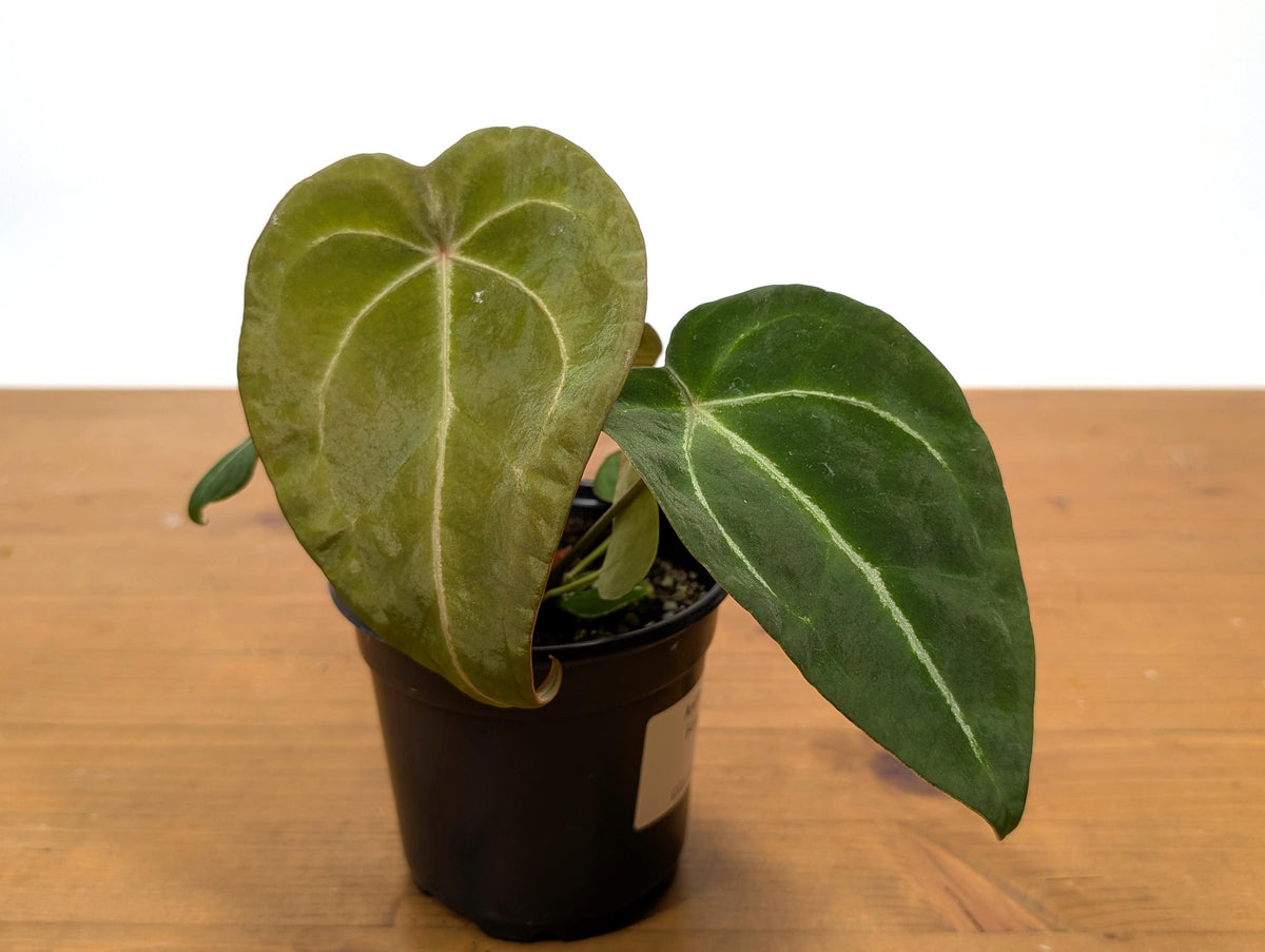Anthurium Forgetii White Stripes