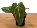 Anthurium Forgetii White Stripes