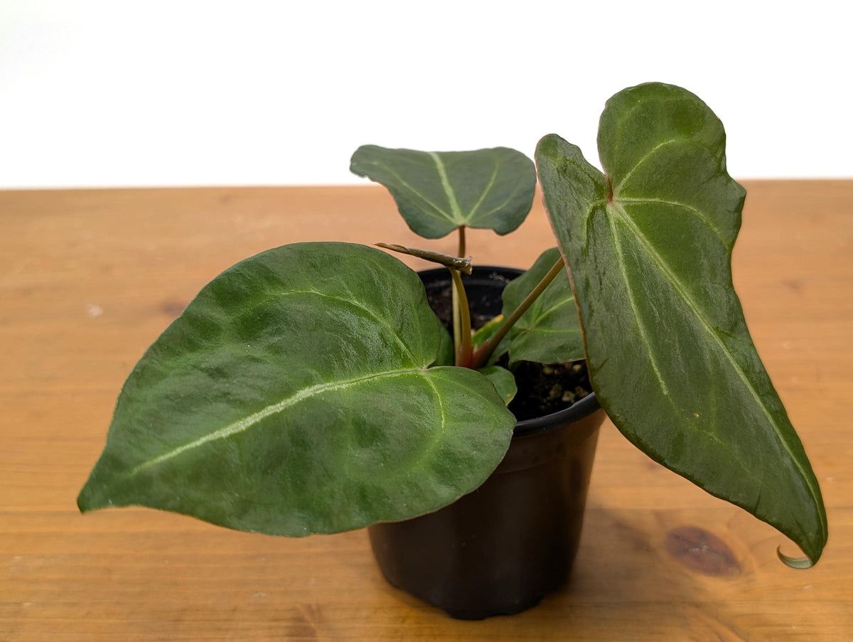 Anthurium Forgetii White Stripes
