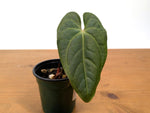 Anthurium Besseae Galaxy