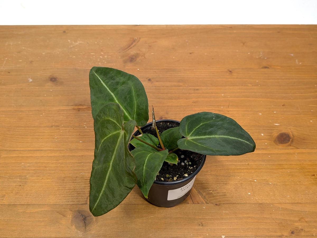 Anthurium Forgetii White Stripes