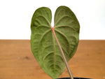 Anthurium Besseae Galaxy