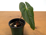 Anthurium Besseae Galaxy