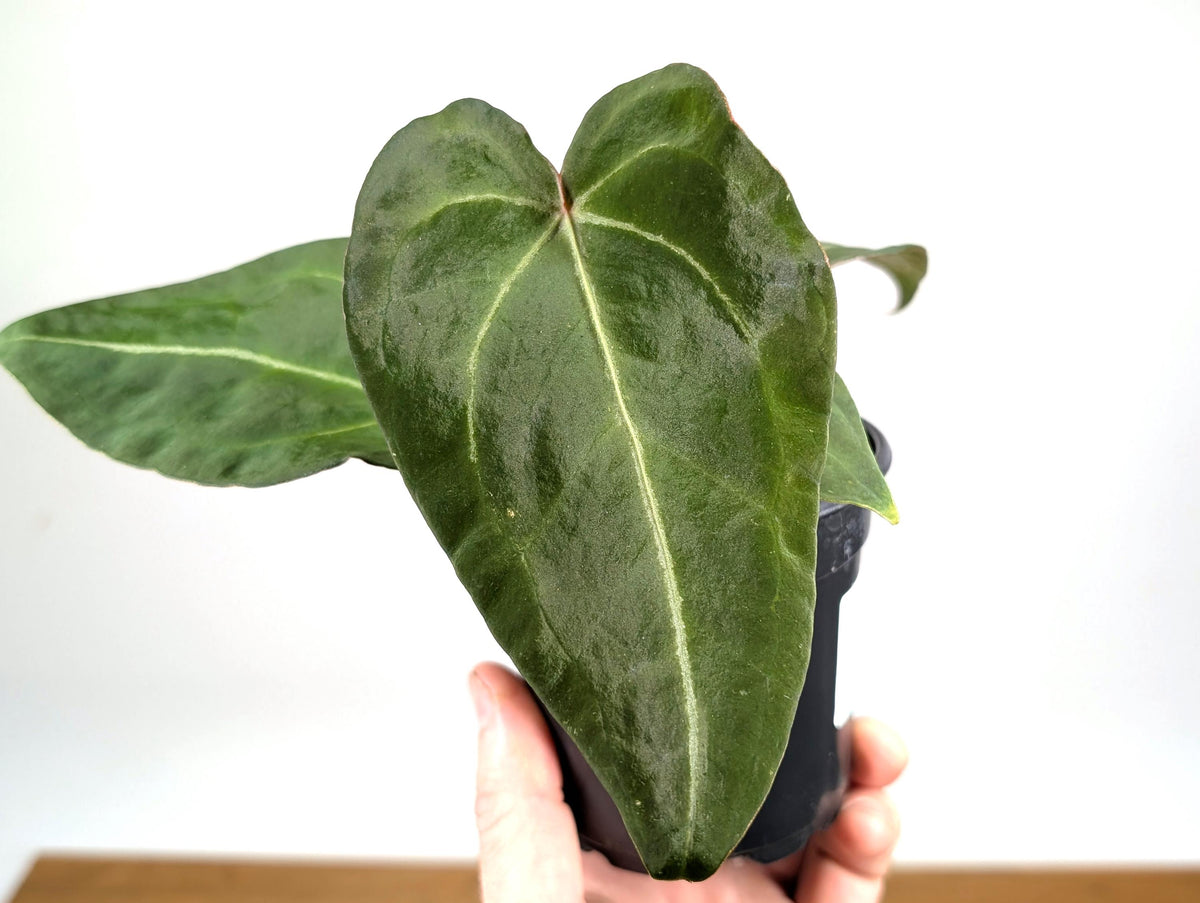 Anthurium Forgetii White Stripes
