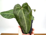 Anthurium Forgetii White Stripes