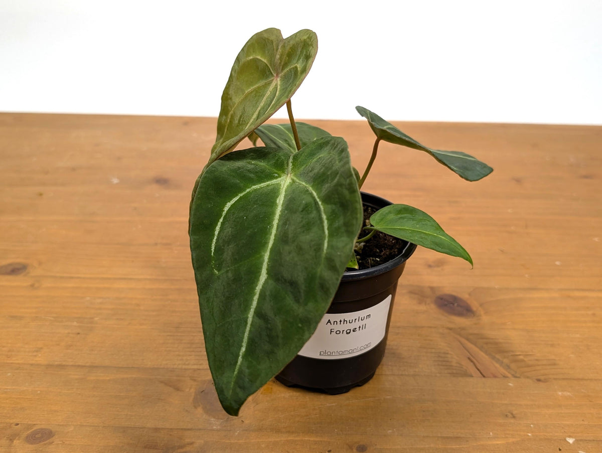Anthurium Forgetii White Stripes
