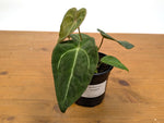 Anthurium Forgetii White Stripes