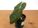 Anthurium Besseae Galaxy