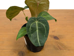 Anthurium Forgetii White Stripes