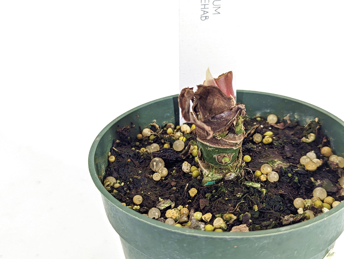 Anthurium Luxurians REHAB/RESCUE Plant - Healthy Roots Chonk ONLY - No Leaves