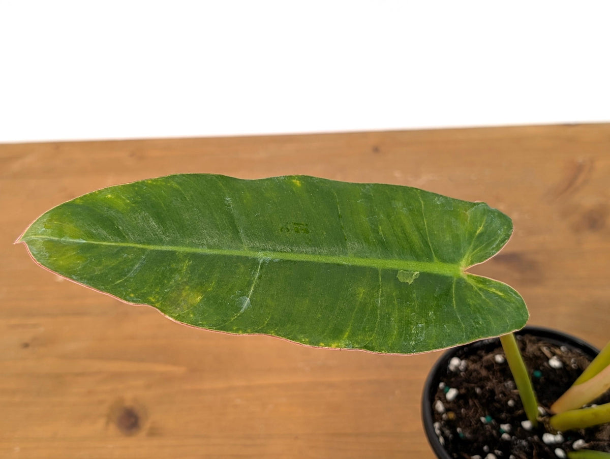 Philodendron Congo x Billietiae