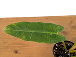 Philodendron Congo x Billietiae