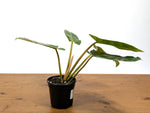 Philodendron Congo x Billietiae