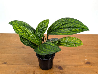 Monstera Peru