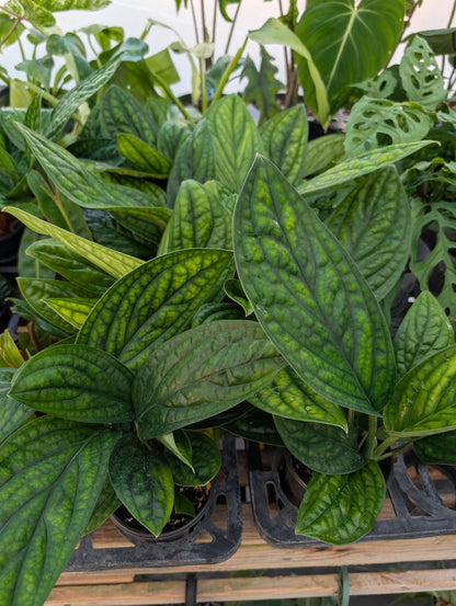 Monstera Peru