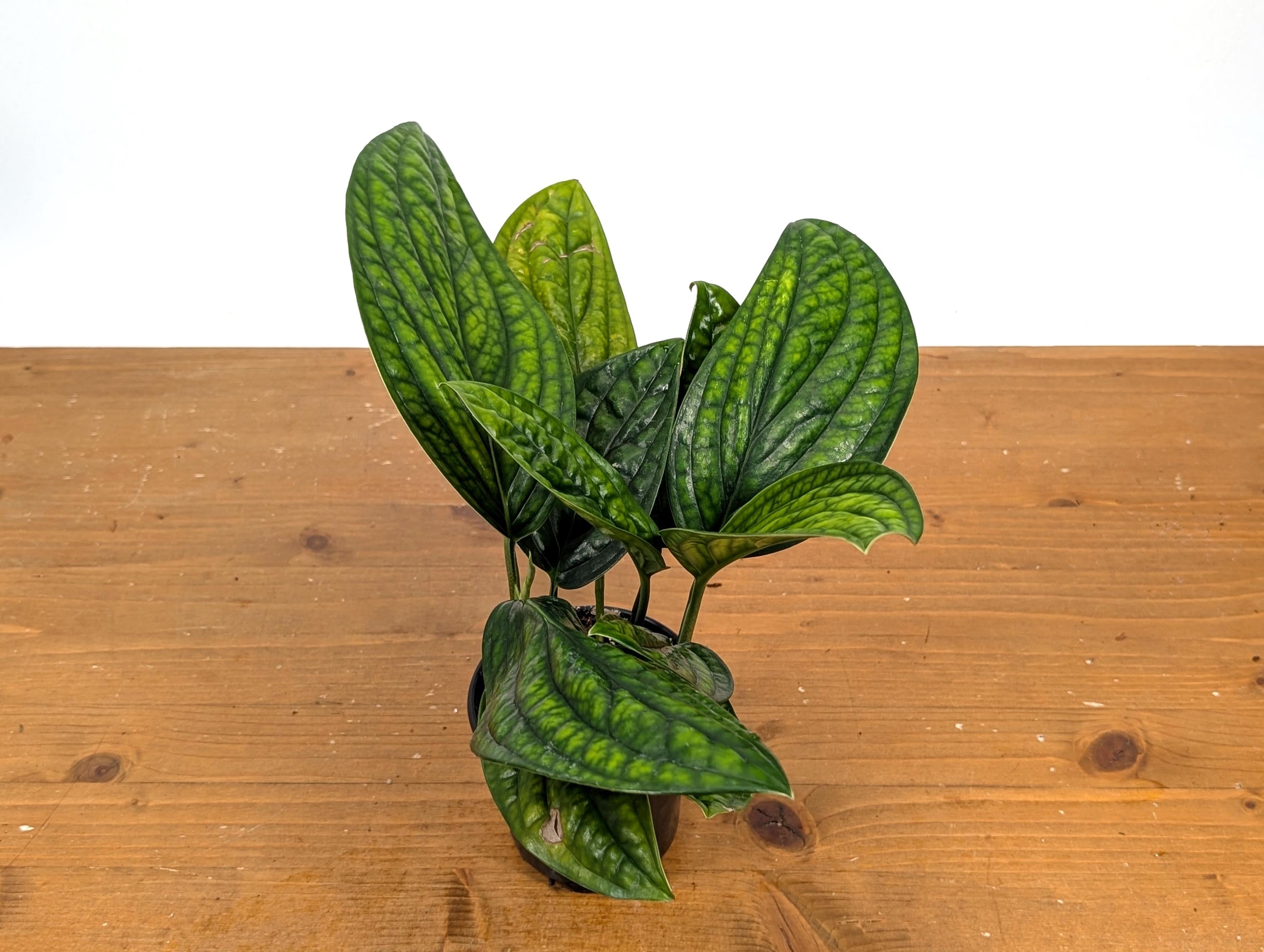 Monstera Peru
