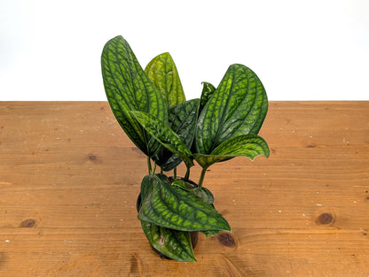 Monstera Peru