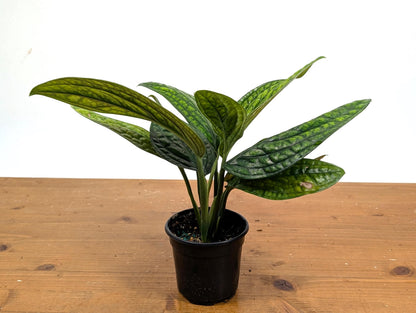 Monstera Peru