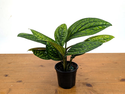 Monstera Peru