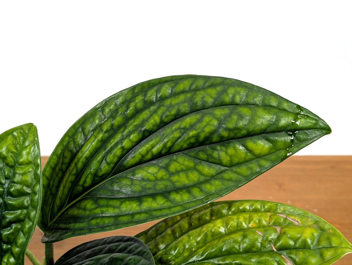 Monstera Peru
