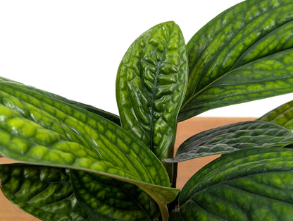 Monstera Peru