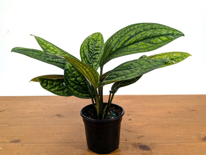 Monstera Peru