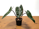 Philodendron Pink Princess x Billietiae