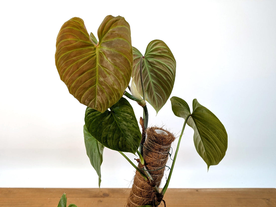 Philodendron Majestic