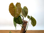 Philodendron Majestic