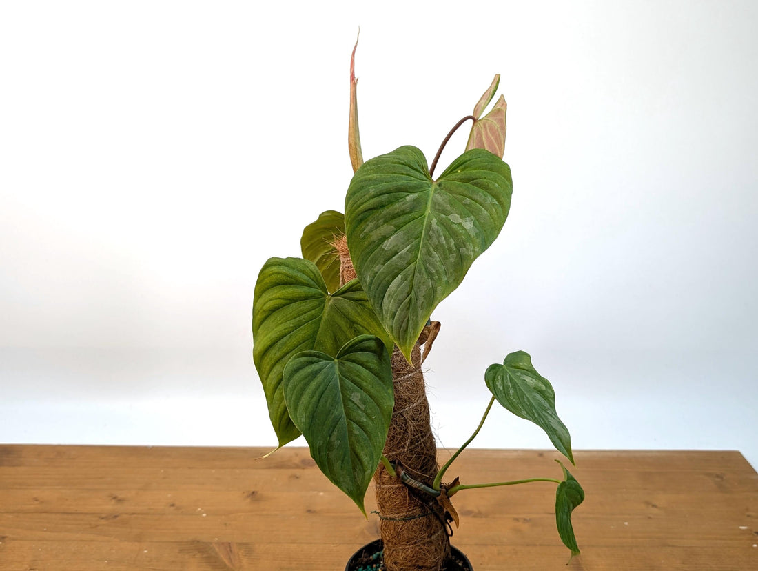 Philodendron Majestic