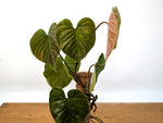 Philodendron Majestic